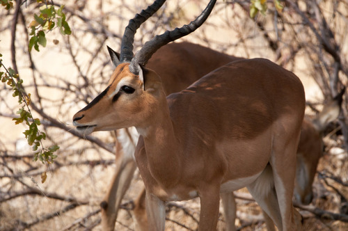 Impala