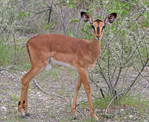 Impala