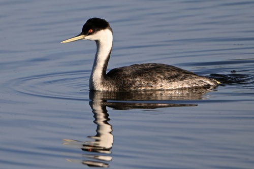 Western Grebe