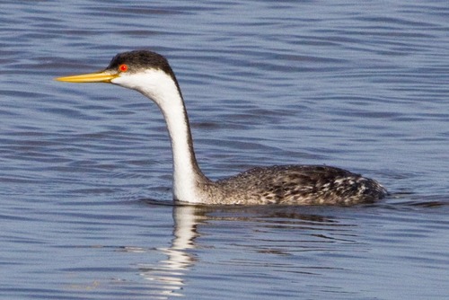 Western Grebe