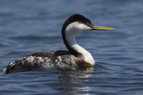 Western Grebe