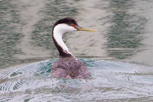 Western Grebe