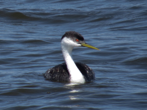 Western Grebe