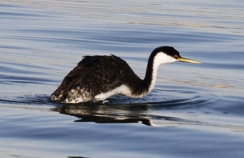 Western Grebe