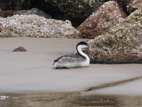 Western Grebe