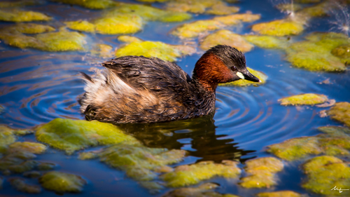 Little Grebe