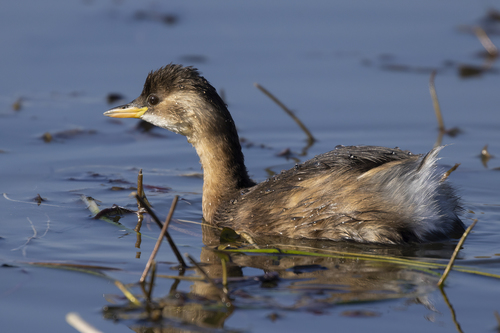 Little Grebe