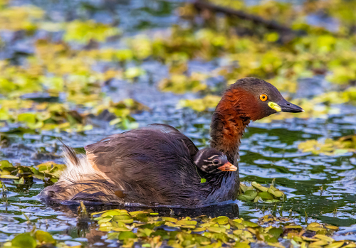 Little Grebe
