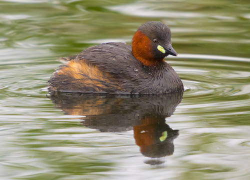 Little Grebe