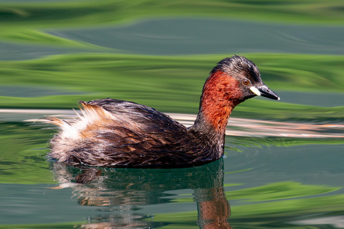 Little Grebe
