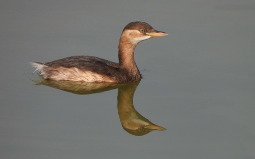 Little Grebe