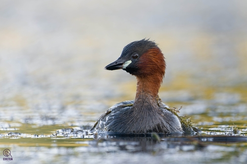 Little Grebe