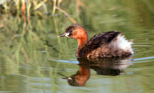 Little Grebe