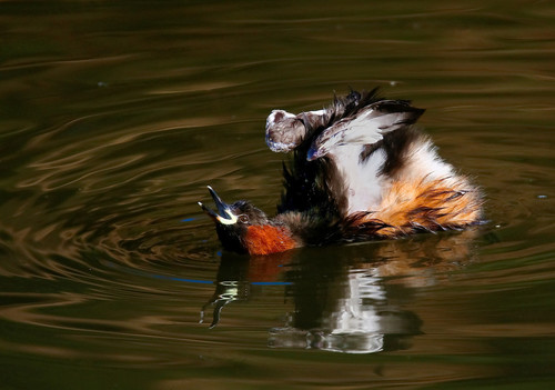 Little Grebe