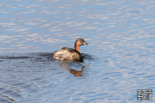 Little Grebe