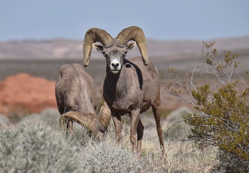 Bighorn Sheep