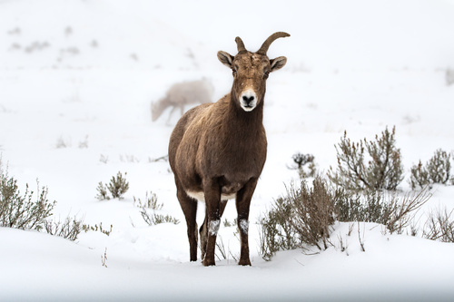 Bighorn Sheep