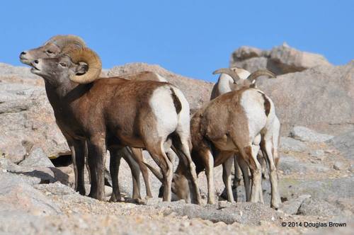 Bighorn Sheep