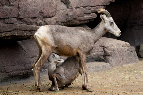 Bighorn Sheep