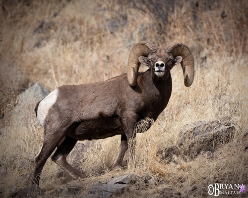 Bighorn Sheep