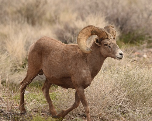 Bighorn Sheep