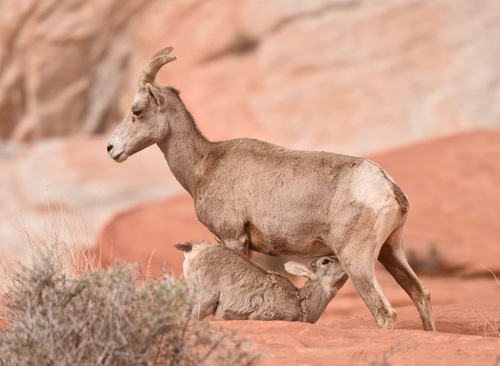 Bighorn Sheep