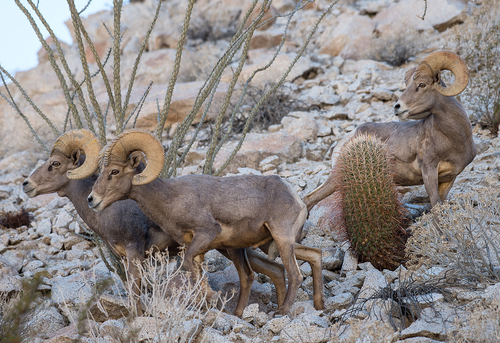 Bighorn Sheep