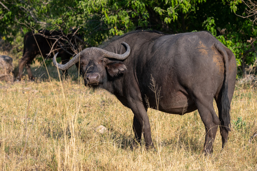 African Buffalo