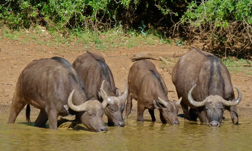 African Buffalo