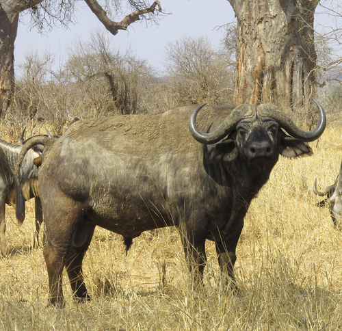 African Buffalo