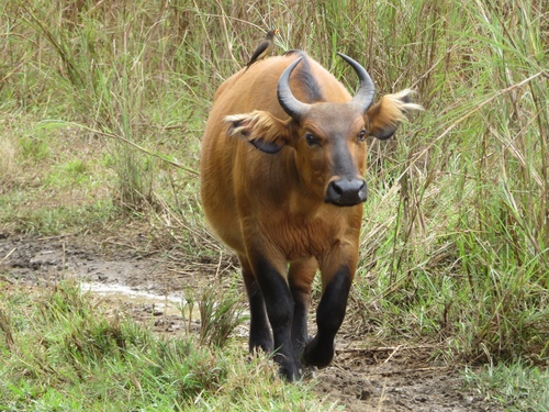 African Buffalo