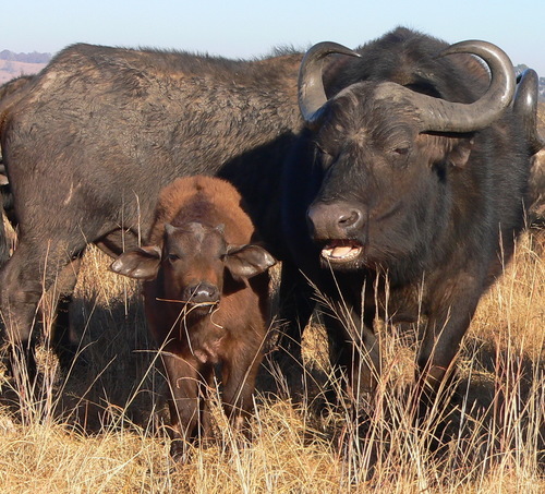 African Buffalo