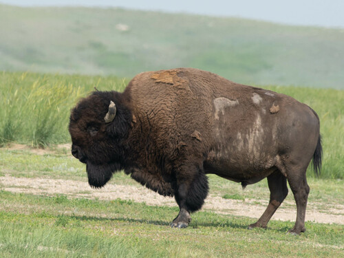 American Bison