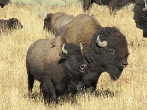 American Bison