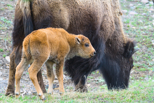 American Bison