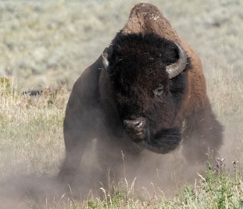 American Bison