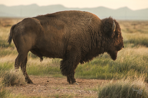 American Bison