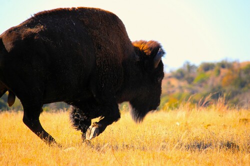 American Bison