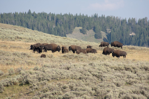 American Bison