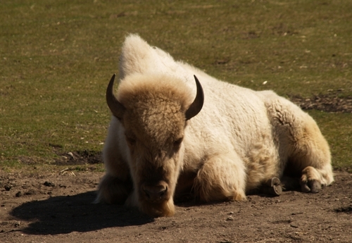 American Bison