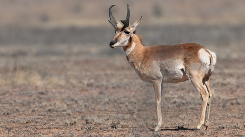 Pronghorn