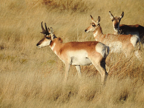 Pronghorn