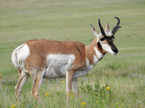 Pronghorn