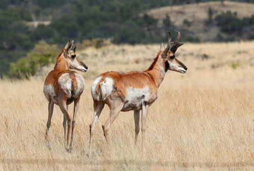 Pronghorn