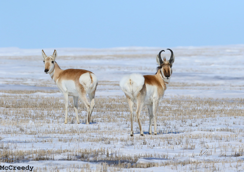 Pronghorn