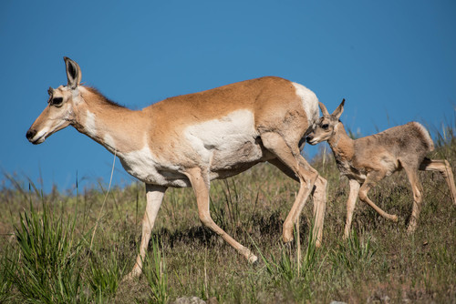 Pronghorn