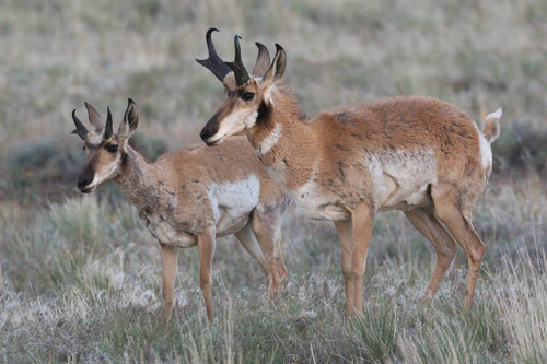 Pronghorn