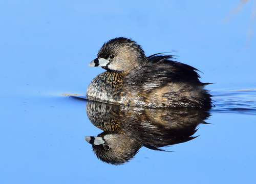 Pied-billed Grebe