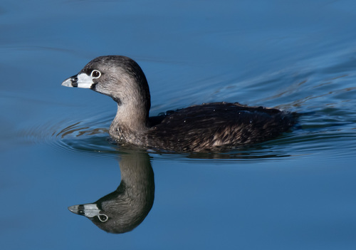 Pied-billed Grebe