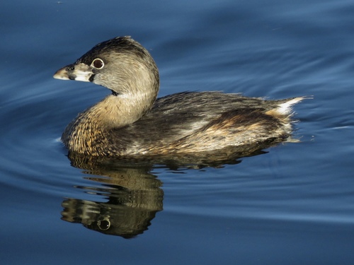 Pied-billed Grebe